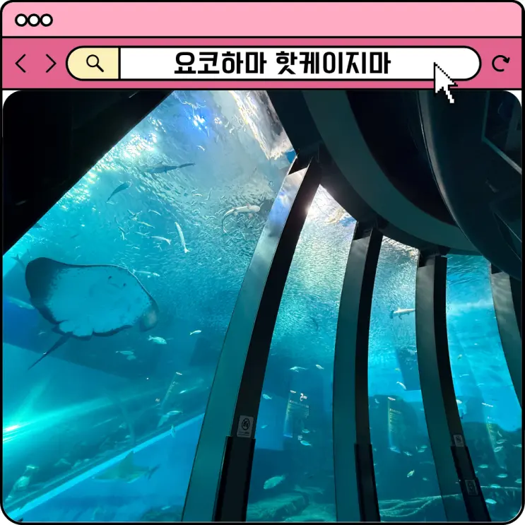 도쿄 근교 여행 요코하마 핫케이지마 시 파라다이스 수족관 돌고래쇼