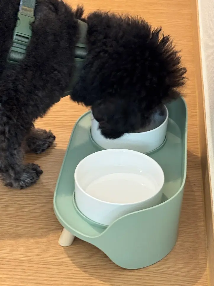 チェスタートンズ慶州のペット用食器
