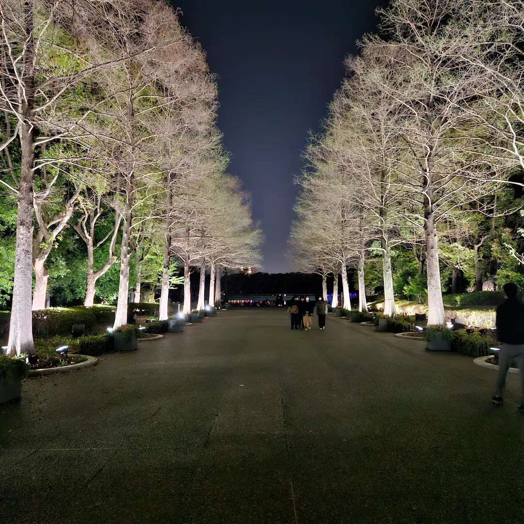 ライトアップされた長居植物園の散策路