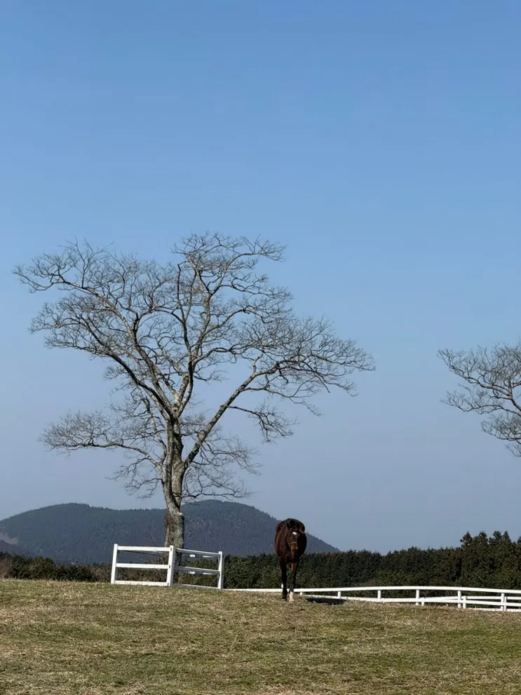 [제주] 제주도 가볼 만한 곳 한국마사회 제주목장(말마 트랙터 마차 투어, With Star 투어, 안내도)
