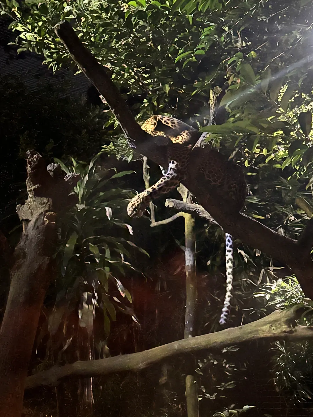 เสือดาวที่ Night Safari