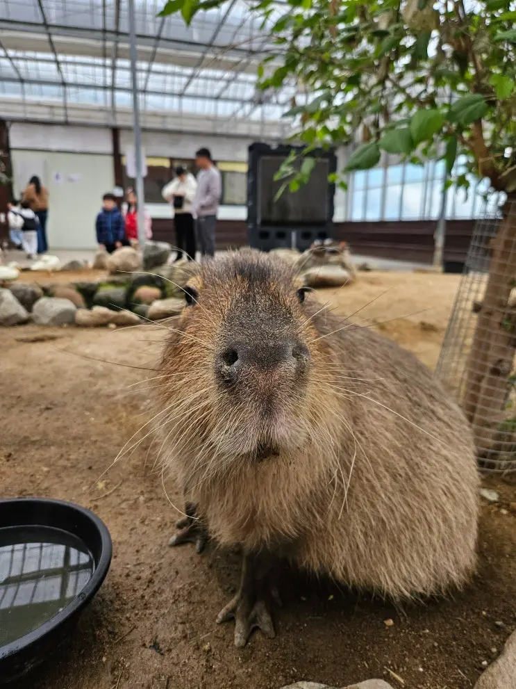 慶州バードパーク：雨の日も楽しめる子供とのお出かけスポット