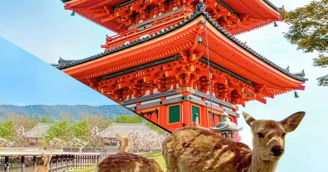 [日本語ガイド] [🌸OPEN🌸] 大阪発 奈良・京都1日バスツアー（ラクトツアー） - Klook