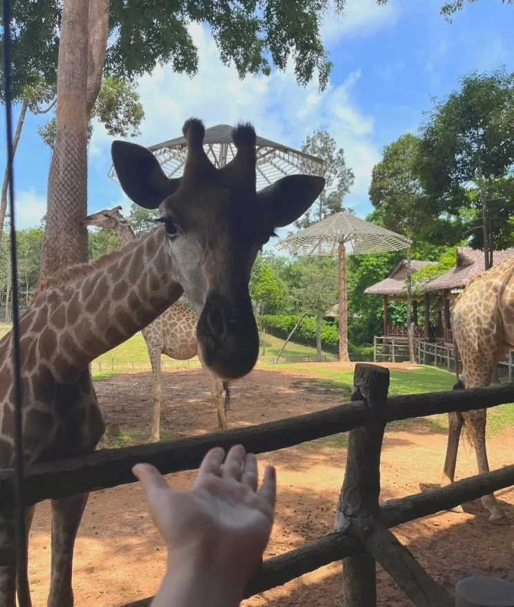 รีวิว Vinpearl Safari ฟู้โกว๊ก: นั่งรถชมสัตว์ ใช้เวลาเท่าไหร่?