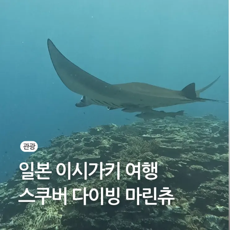 일본 이시가키 만타 스쿠버 다이빙 샵 한국어 가능한 마린츄 추천 후기