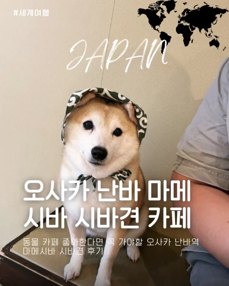 동물 카페 좋아한다면 꼭 가야 할 오사카 난바역 마메시바 시바견 후기