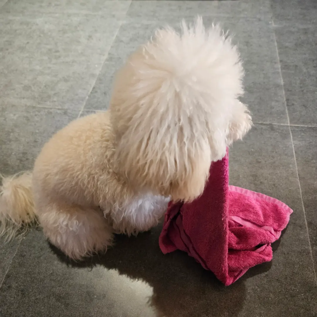 犬と遊ぶ様子1