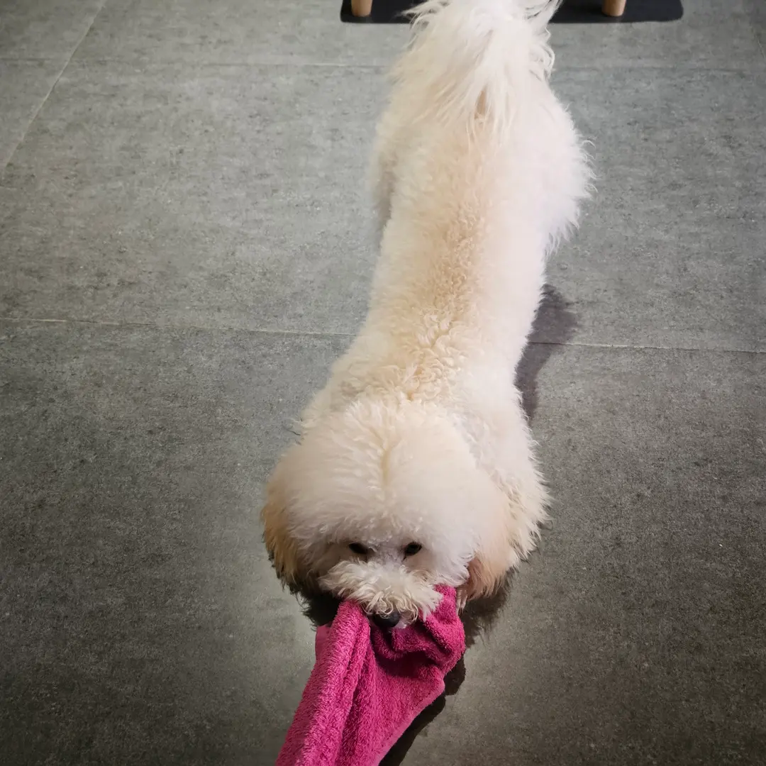 犬と遊ぶ様子2