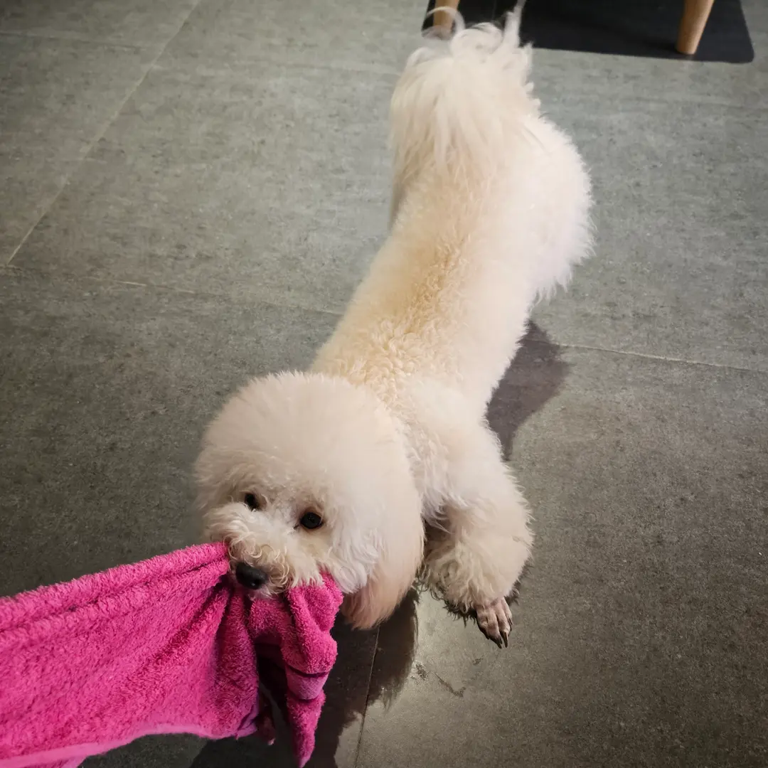 犬と遊ぶ様子3
