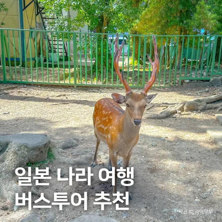 일본 나라 여행 코스, 사슴공원 동대사 버스투어 추천