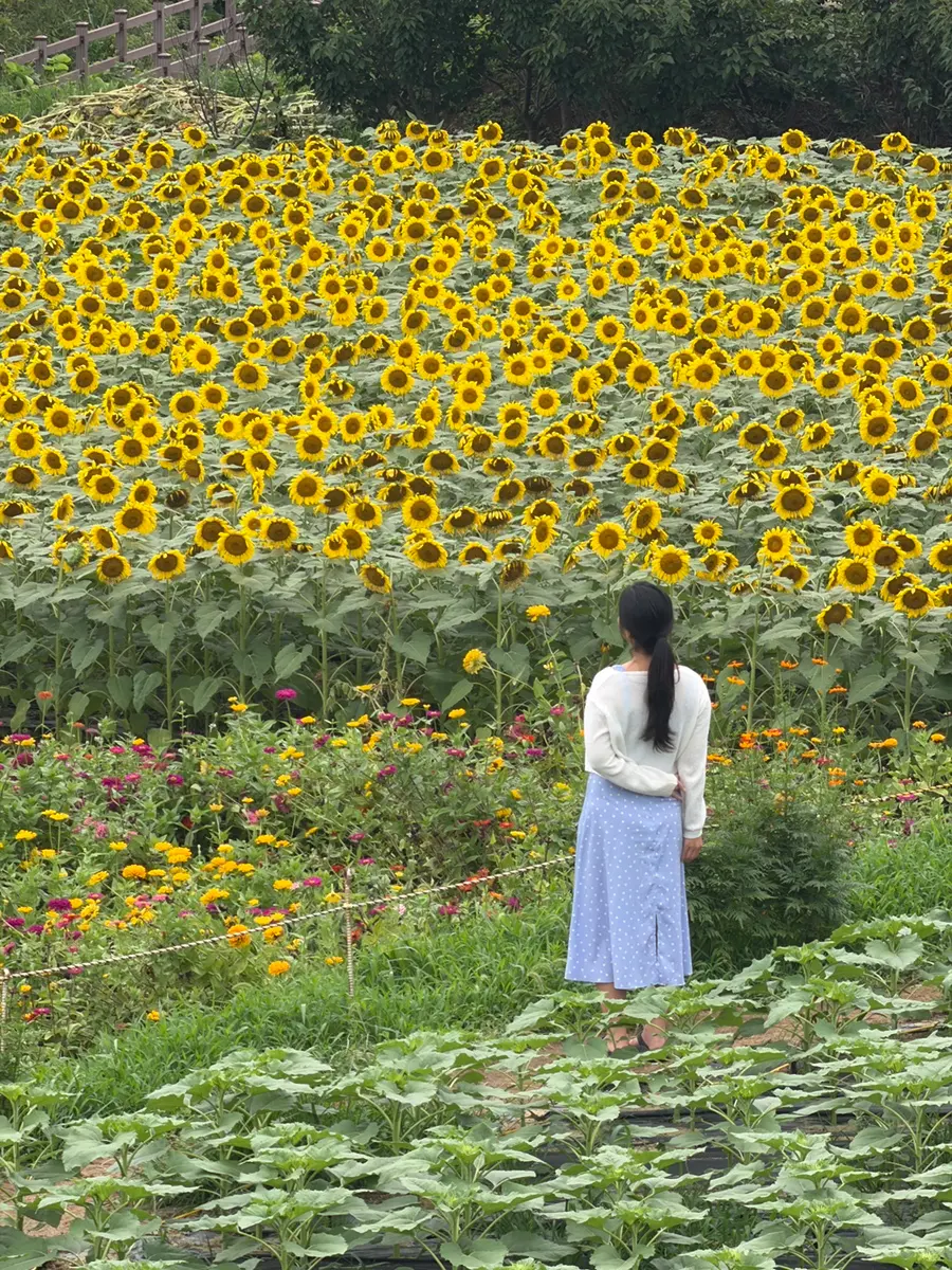 2026.08.20 Sunflower Real-time Status