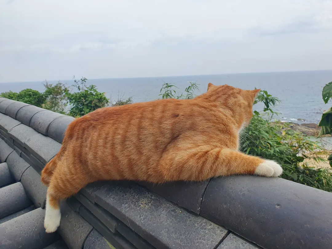 뚱냥이도 바다보며 쉬는 중