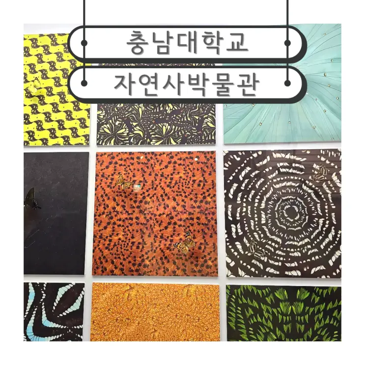 대전 실내 아이와 가볼만한곳 충남대학교 자연사박물관