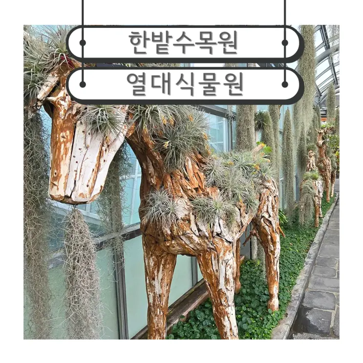 대전 실내 가볼만한곳 힐링데이트코스 한밭수목원 열대식물원