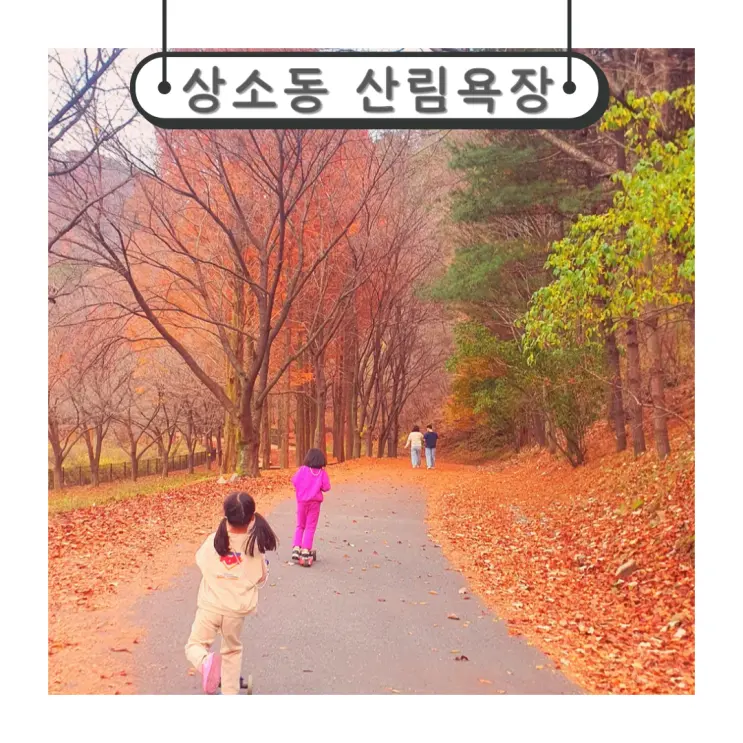 대전가볼만한곳 이국적인 가을 풍경 상소동산림욕장