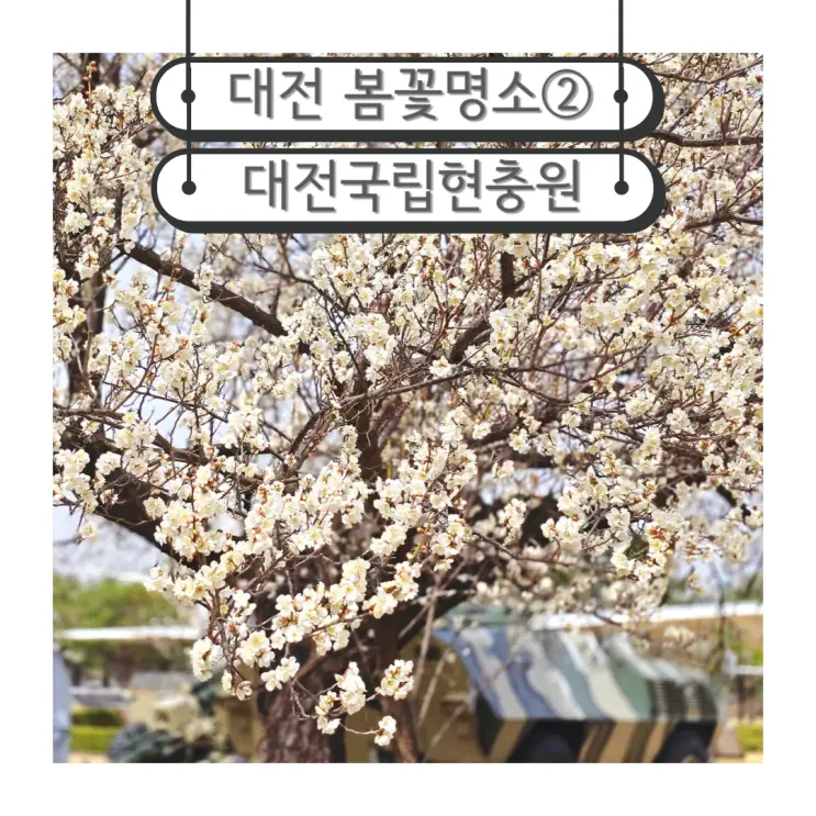 2025 대전 봄꽃 명소 현충원 매화 개화율 포토스팟