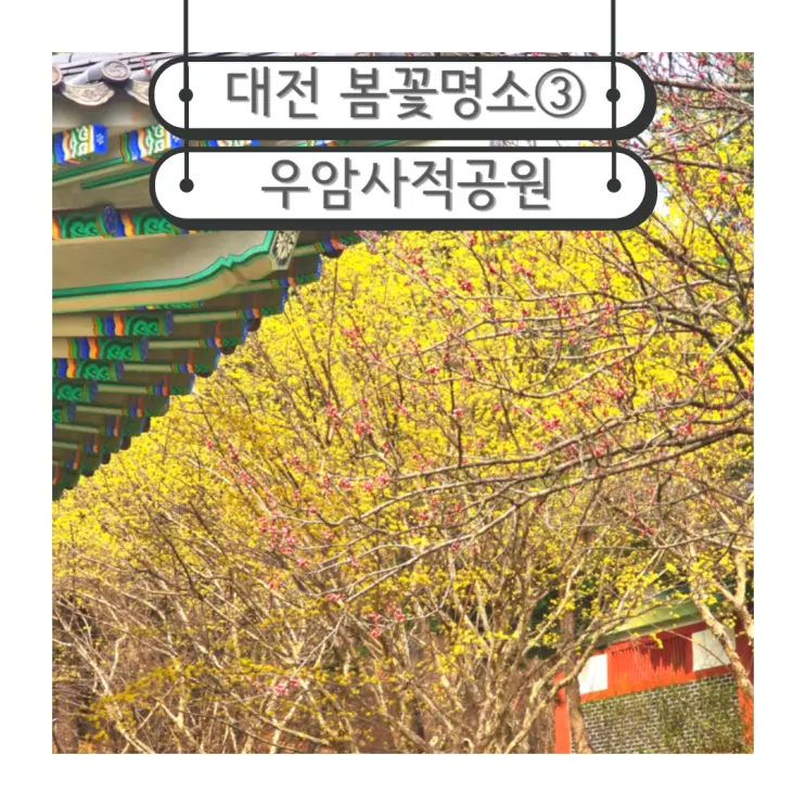 2025 대전 봄꽃 명소 우암사적공원 개화현황 및 포토스팟