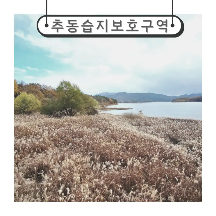 대청호 오백리길 4코스 억새 명소 풍경맛집 추동습지보호구역
