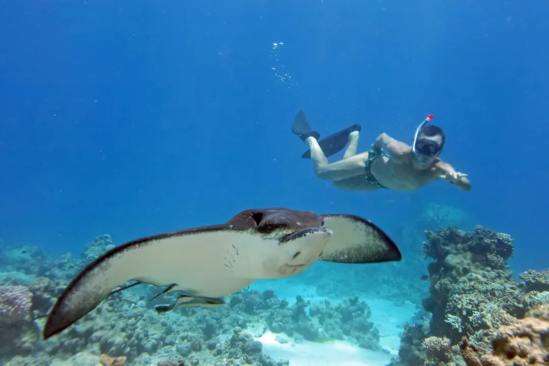 One Day Snorkelling Tour in Nusa Lembongan and Nusa Penida from Bali - Optional Mangrove Tour or Lembongan Island Tour