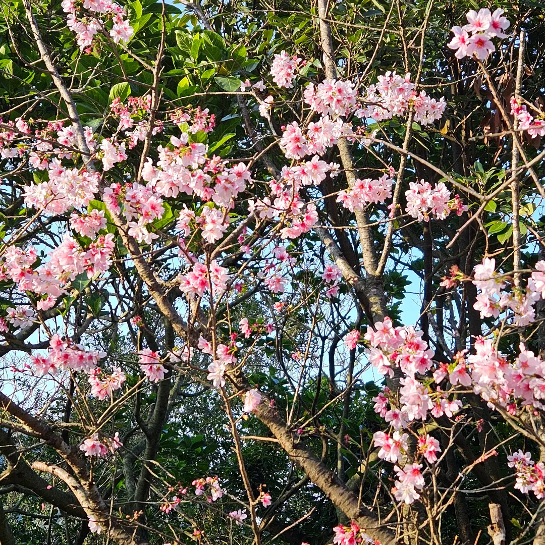 It's spring here too