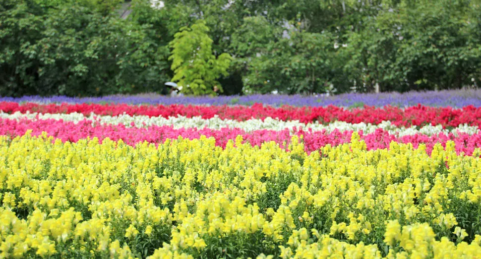 花人の畑が華やかです | ファーム日誌 | 花畑の紹介 | 北海道のラベンダー畑「ファーム富田」オフィシャルサイト