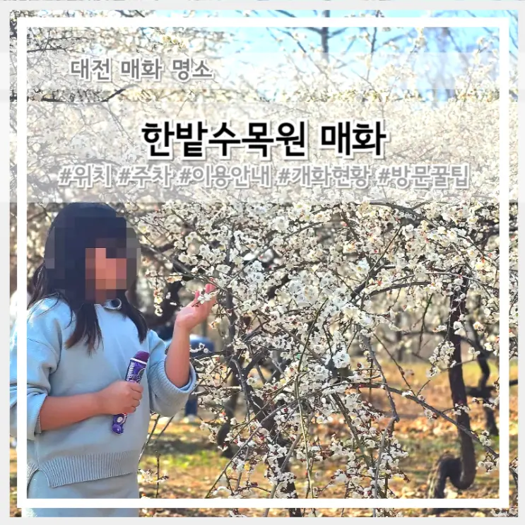 2026 대전 한밭수목원 매화 실시간 개화 현황 목련 산수유는?