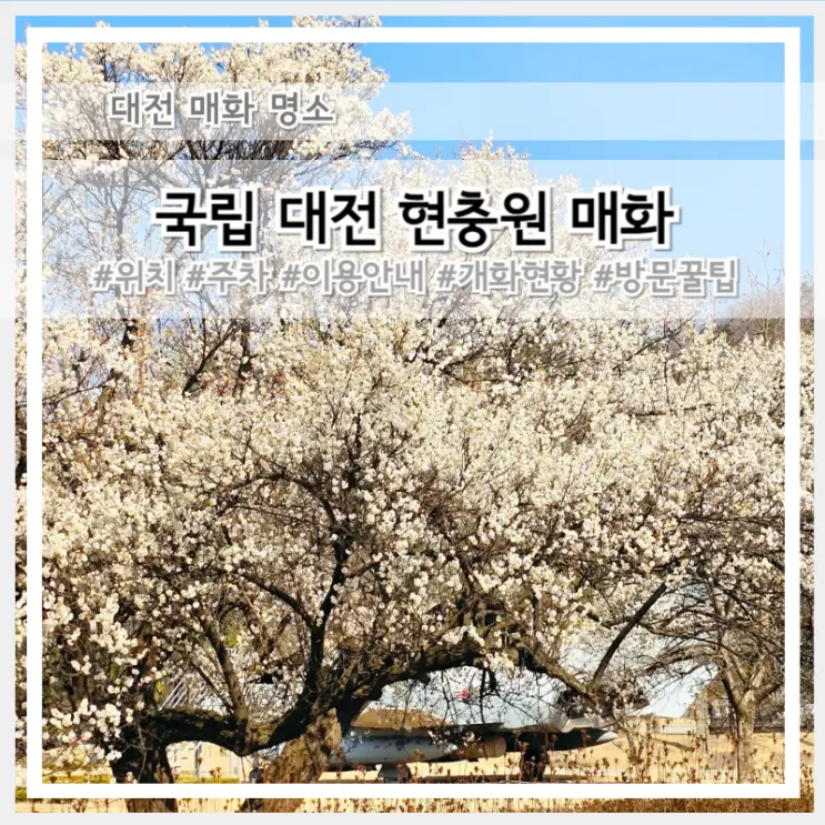 2026 대전 현충원 실시간 매화 개화 현황 지금 가야해요!