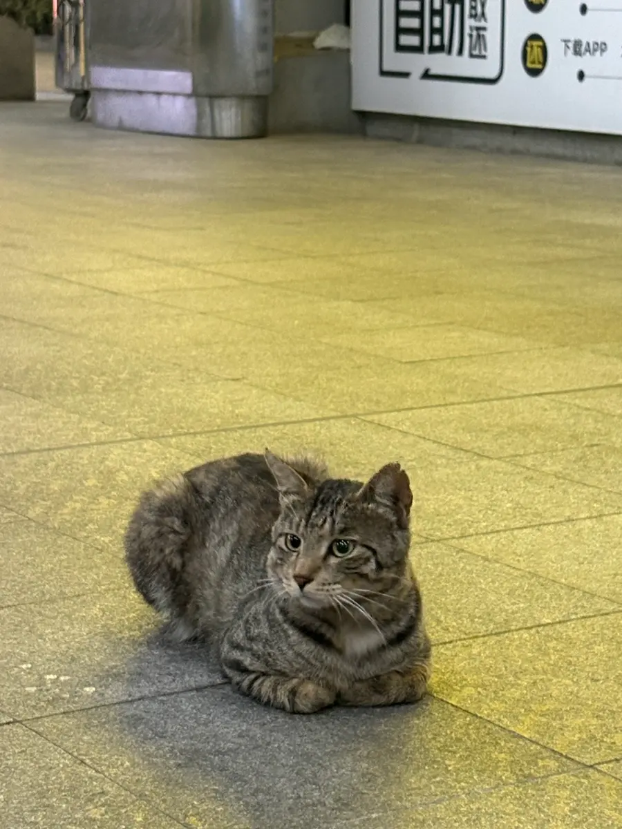 DiDiを待つ間に見かけた青島空港の食パン猫