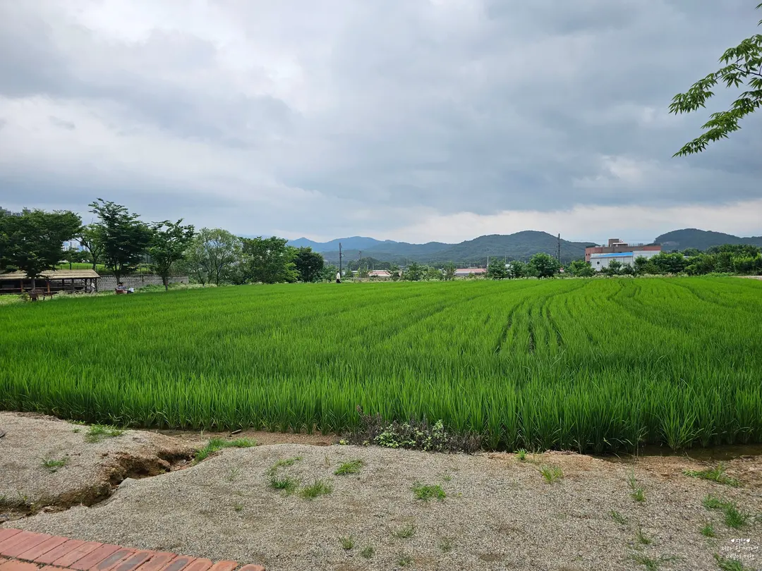 뚜쥬루 빵돌가마마을 밀밭