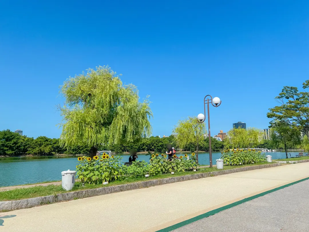 大濠公園の静かな水面