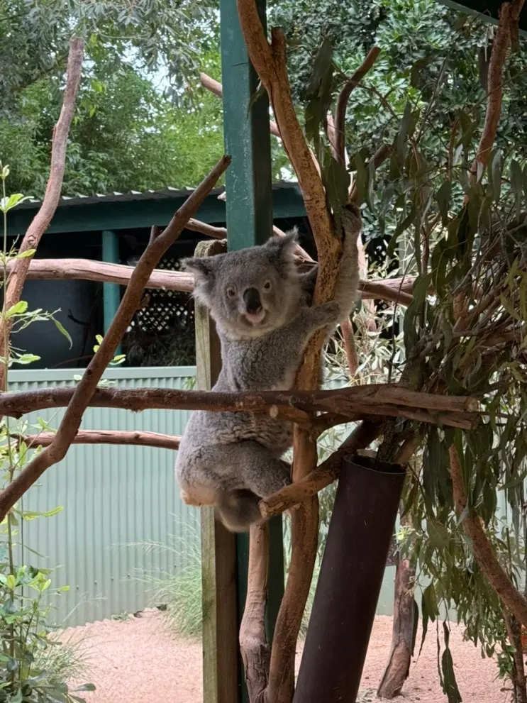雪梨旅遊必去景點：費瑟戴爾野生動物園開園第一批入場接駁車、門票折扣小撇步與真實心得分享