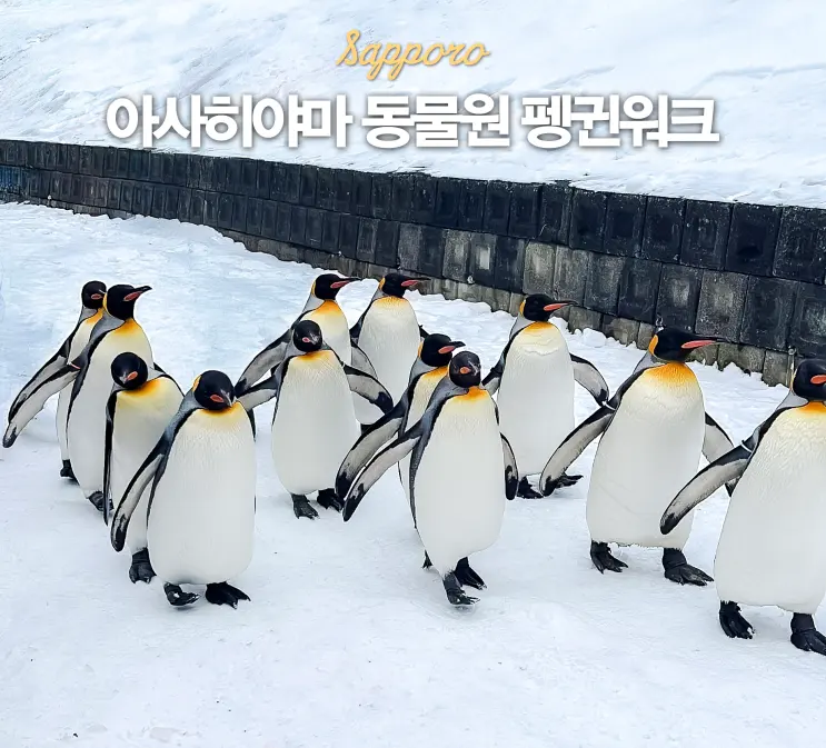 Sapporo Day Trip: Asahiyama Zoo Penguin Walk - A Must-Visit Place