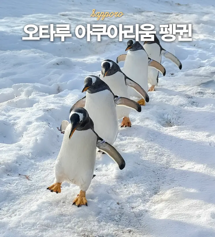 Sapporo Otaru Aquarium: How to Get There & Penguin Walk Highlights