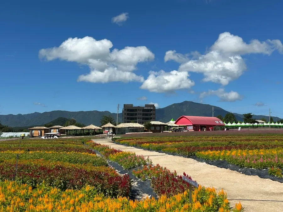 Hantan River Spa Hotel as seen from Goseokjeong Flower Garden.