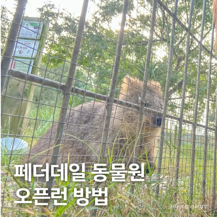호주 시드니 페더데일 동물원 오픈런 방법, 쿼카 먹이 준 후기
