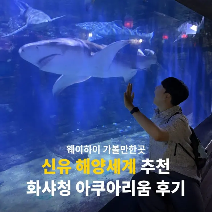 Weihai Attractions: Xinyu Ocean World Review & Huaxiacheng Aquarium Recommendation