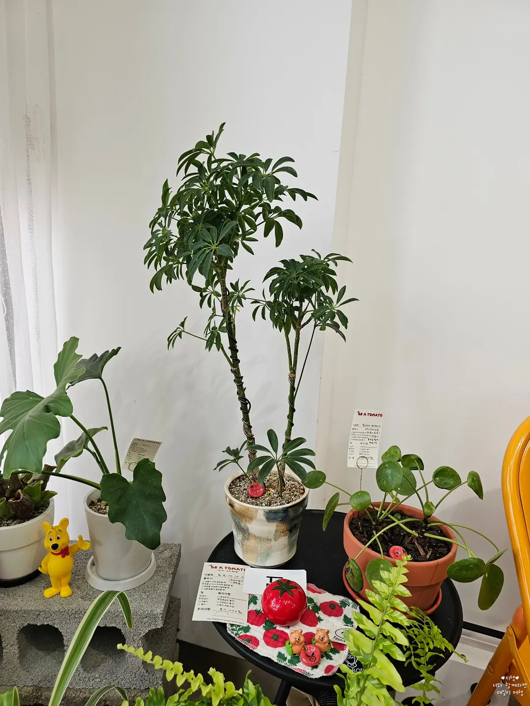 A well-grown Hong Kong Schefflera