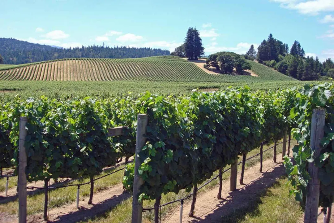 Napa & Sonoma Wine Tasting Tour & San Francisco Hop-on Hop-off Bus Tour | USA