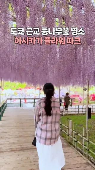 도쿄 근교 등나무꽃 명소 아시카가플라워파크입니다 이제 거의 다 지는 시기라 아쉽지만 내년 4,5월을 기약하며..!#클립크리에이터#도쿄여행 : 클립