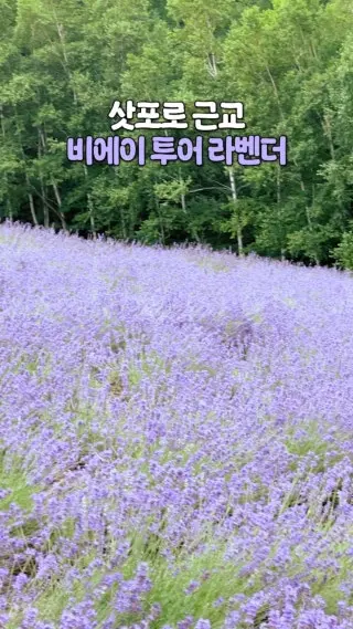 삿포로에서 2~3시간이면 도착하는 근교 여행지 비에이! 6-7월엔 라벤더가 피는 시기라 더욱 예뻐요 #클립크리에이터#일본여행#삿포로여행 : 클립