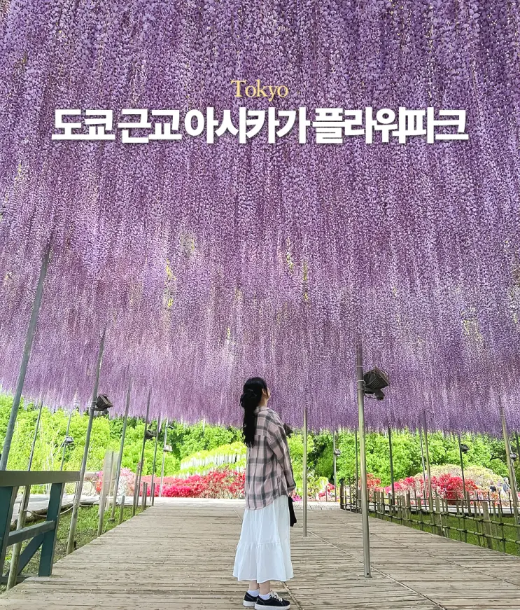 ที่เที่ยวชมดอกฟูจิใกล้โตเกียว: Ashikaga Flower Park (อาชิคางะ ฟลาวเวอร์ พาร์ค) ตั๋วเข้าชมและวิธีเดินทาง