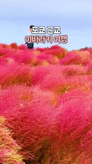 도쿄에서 1시간 30분이면 갈 수 있는 이바라키! 히타치해변공원부터 이소사키신사까지 한국인 관광객이 많지않아 여유롭게 다닐 수 있는 힐링도시입니다 #클립크리에이터#도쿄근교여행#이바라키여행 : 클립