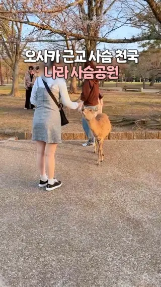 오사카에서 40분이면 갈 수 있는 근교 나라! 사슴공원이 유명한 곳인데 곳곳에 사슴들이 자유롭게 돌아다녀요 센베 하나 사서 먹이주기도 꼭 해보세요🩷 #오사카여행#나라여행#나라사슴공원#클립크리에이터 : 클립