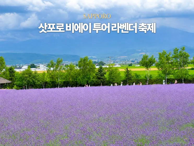 삿포로 근교 여행 비에이 투어 여름 라벤더 축제 만개