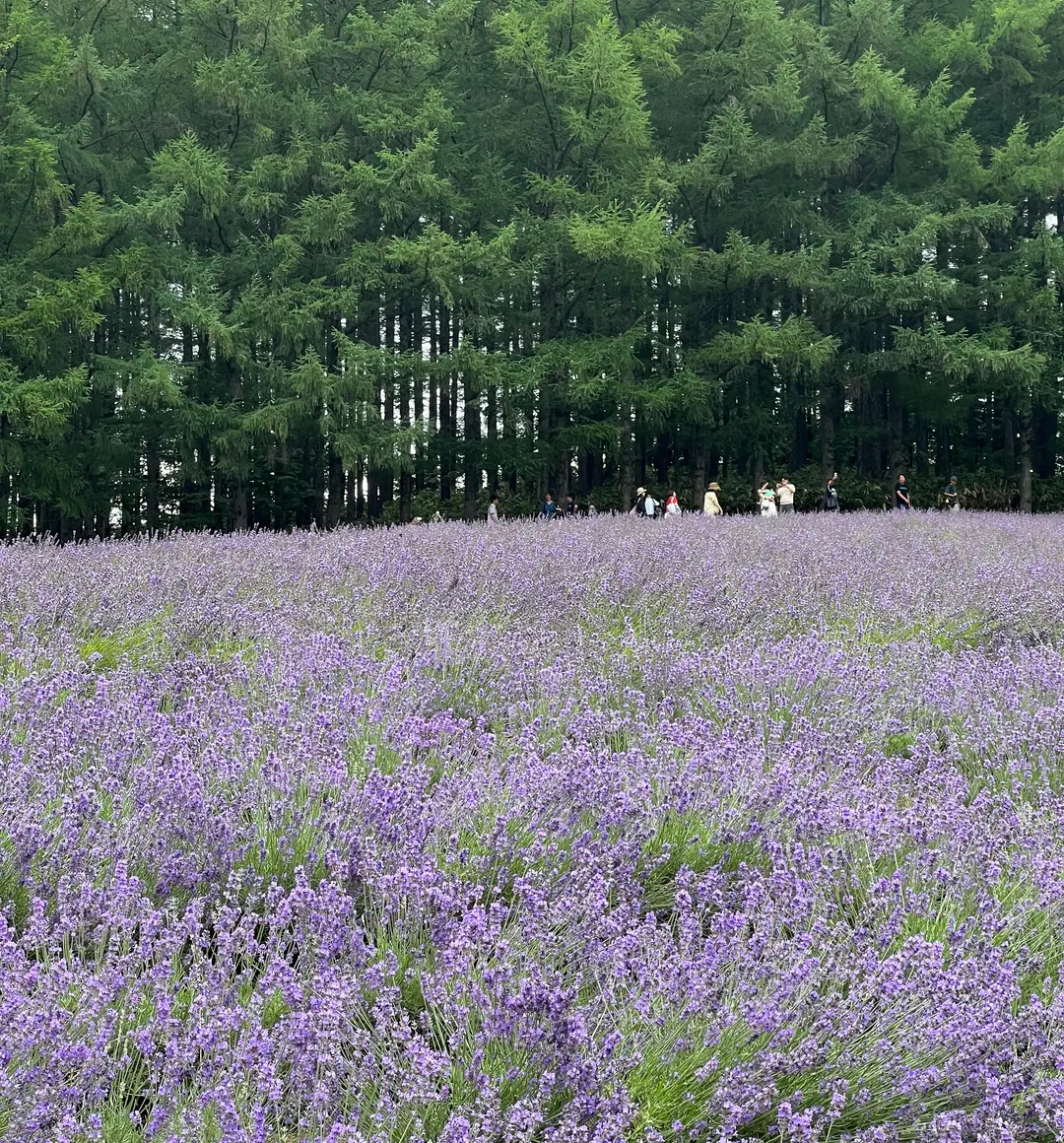 The iconic Blue Pond in Biei, Hokkaido, with its striking turquoise water.
