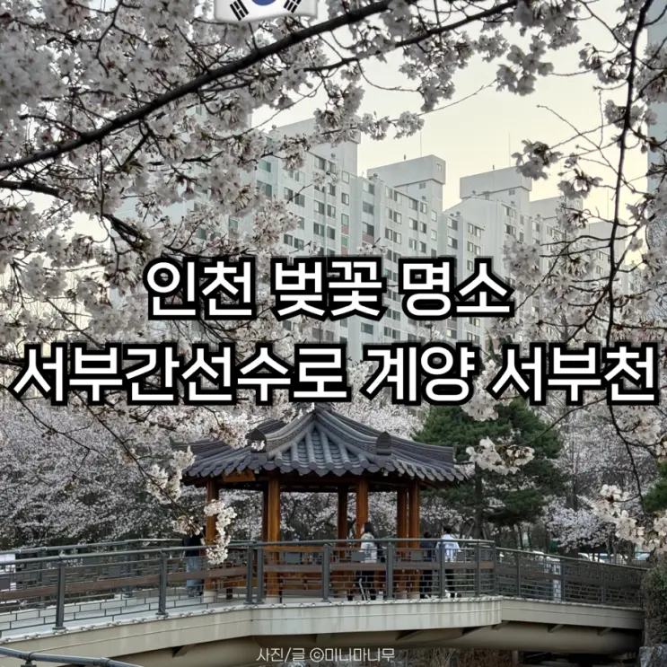 인천 벚꽃 명소 서부간선수로 | 계양 서부천 벚꽃축제 일정 장소 주차 개화현황