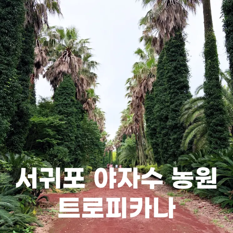 제주 트로피카나 주소 주차 수리남 촬영지 서귀포 가볼 만한 곳
