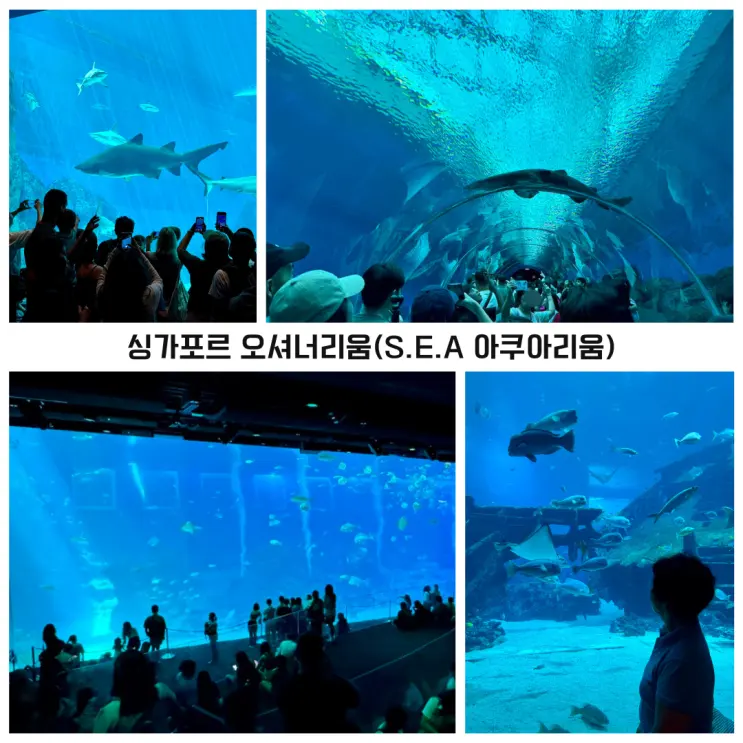 세계 4번째 규모의 아쿠아리움 싱가포르 오셔너리움 센토사 가는법, 티켓 최저가 구매하기