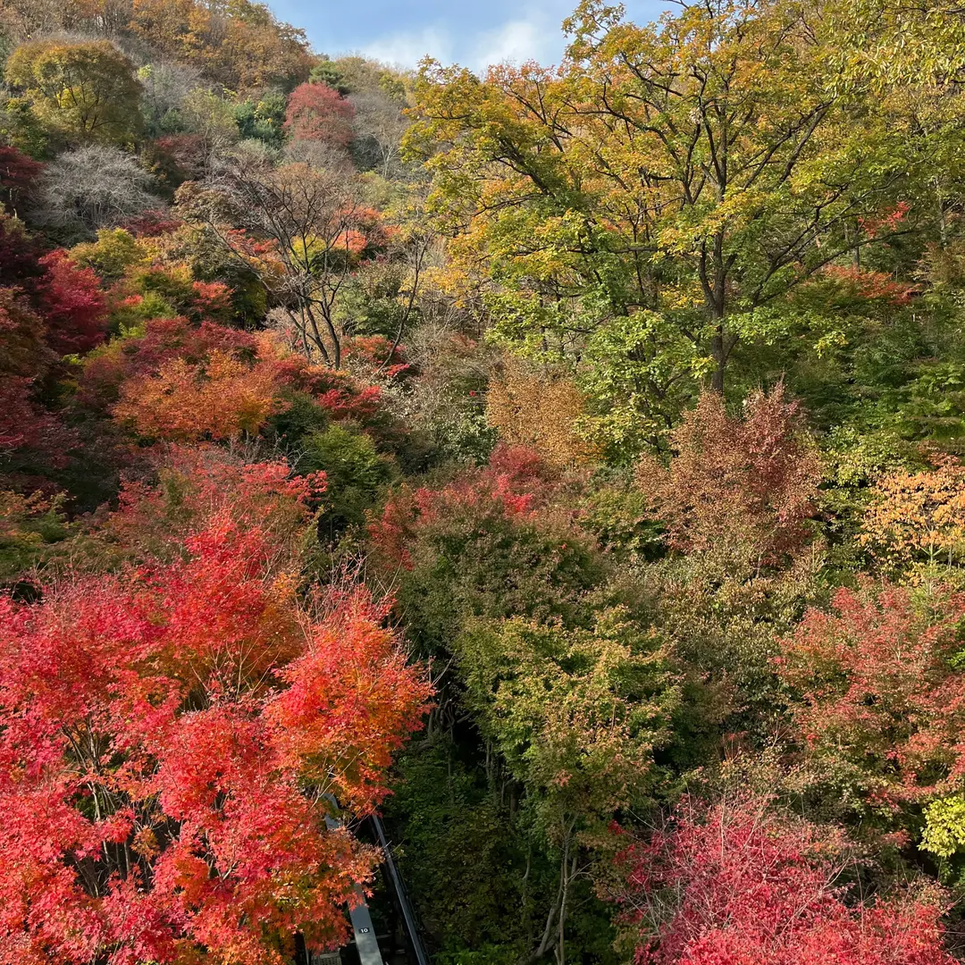 단풍이 예쁜 모노레일 노선