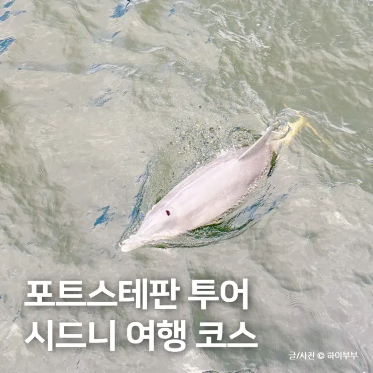 포트스테판 투어 사막썰매 오크베일 동물원, 호주 시드니 여행 코스